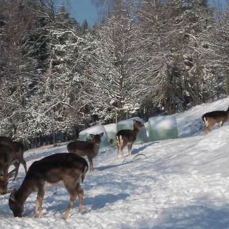 Appartamento In In Der Naehe Skigebiets